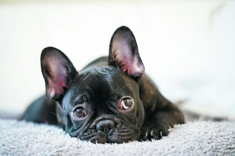 French Bulldog Charmers