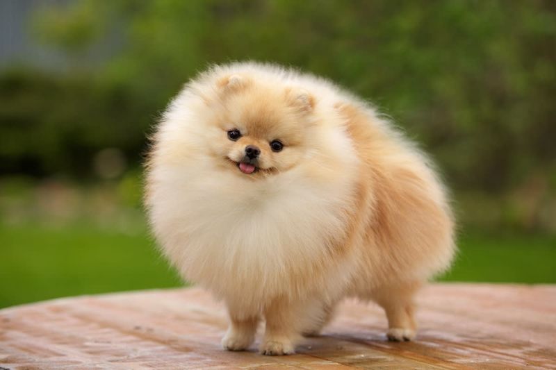 Pomeranian Protectors