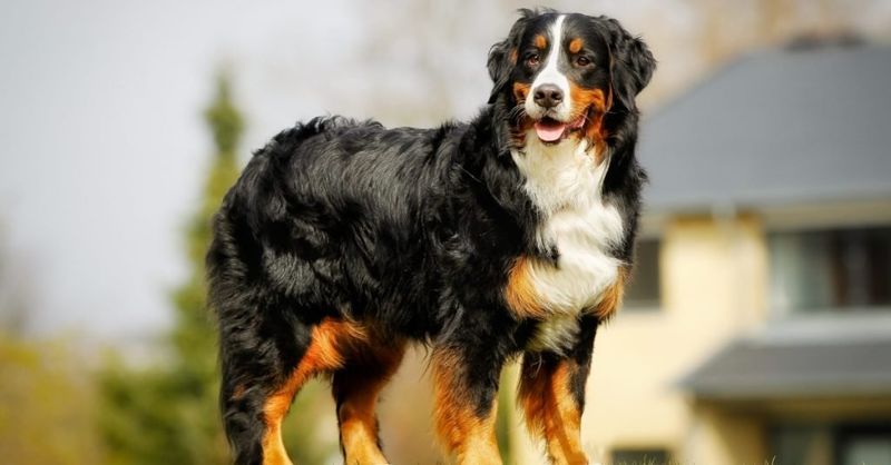 Bernese Mountain Dog: The Steady Workhorse