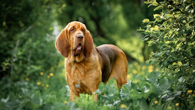 Bloodhounds: Drooly Detectives