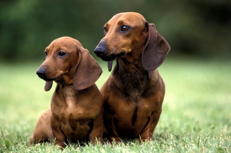 Dachshunds: Burrowing Buddies Forever
