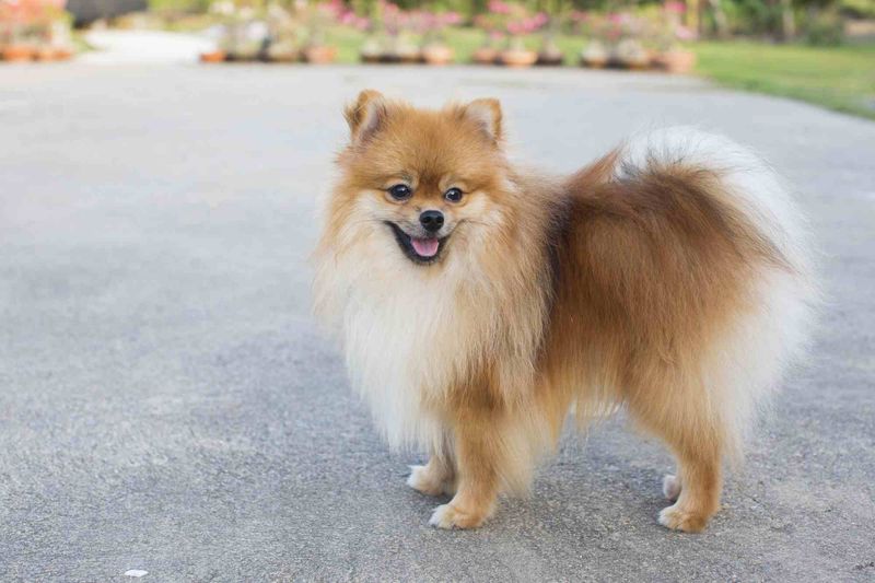 Pomeranians