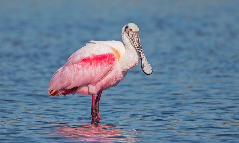 Mood-Ring Roseate Spoonbills