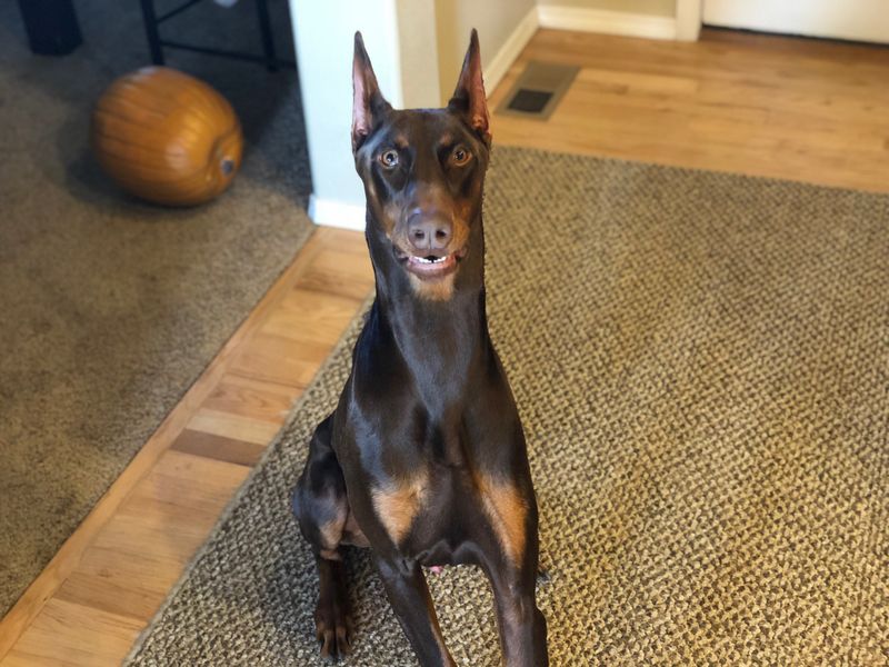 A Distinctive Ears Tale