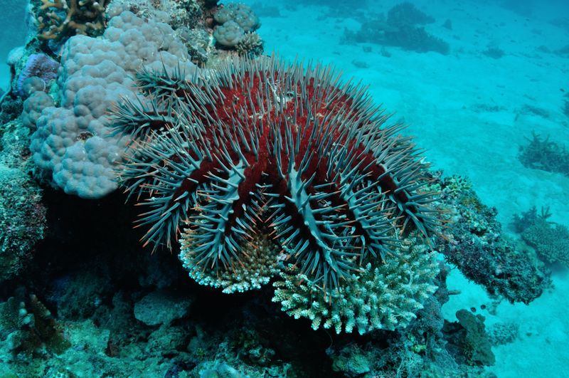 Invasive Species