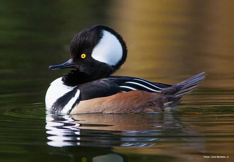 Elaborate Hooded Mergansers