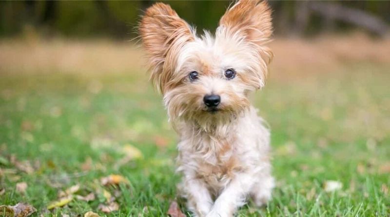 Torkie: Toy Fox Terrier Meets Yorkshire Energy