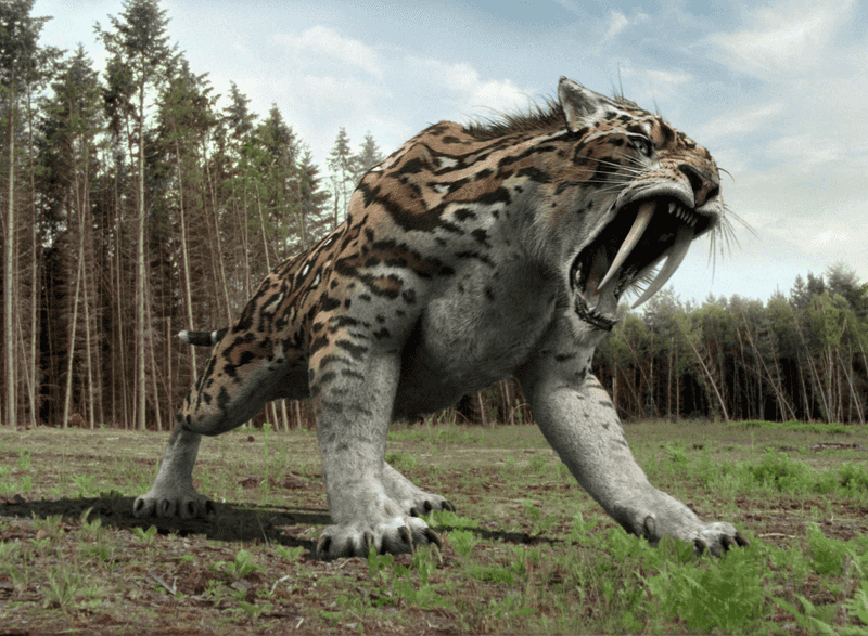 Smilodon: Nature’s Precision Predator
