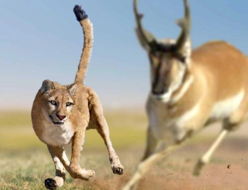 American Cheetahs In Southwestern Deserts