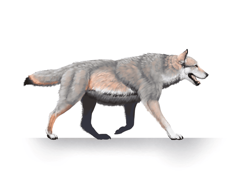Smaller Brains Than Modern Wolves