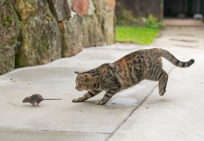 Natural Hunting Opportunities