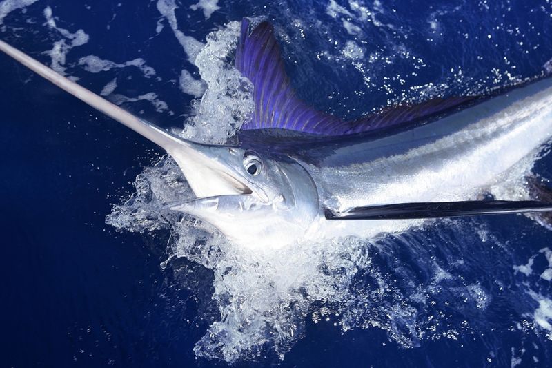 Atlantic Blue Marlin: The Billfish Royalty