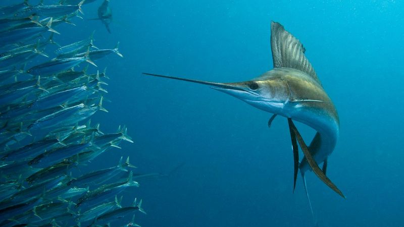 Swordfish