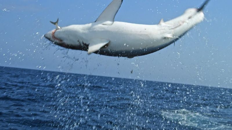 Mako Sharks In The Wild: Speed Meets Power In The Deep Blue