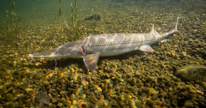 Pallid Sturgeon: Mississippi's Pale Giant