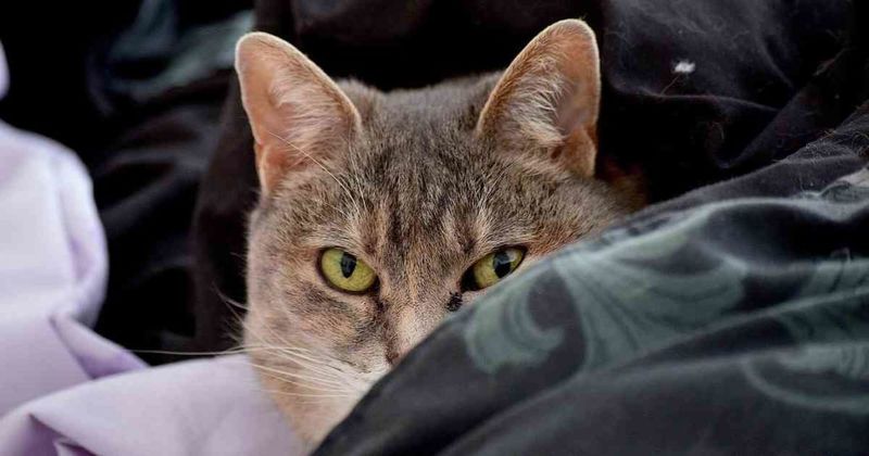 Why Does My Cat Wake Me Up At 3 AM?