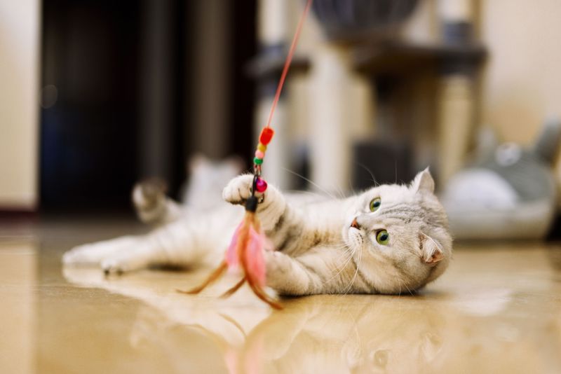 Playful Bouts