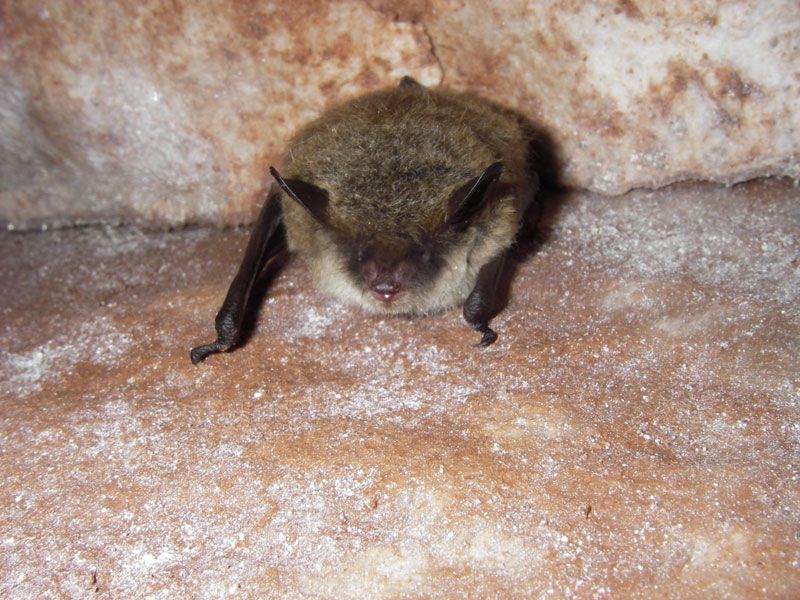 Little Brown Bat
