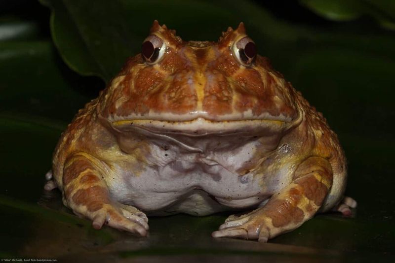 Pacman Frog: The Living Sculpture