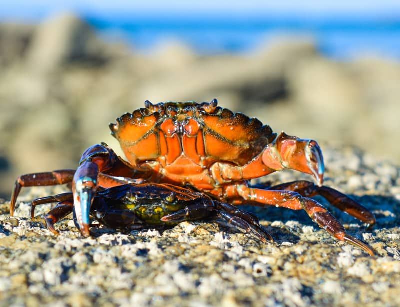 Crab
