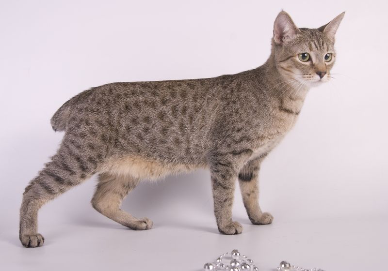 Whispering Wildcats: The American Bobtail