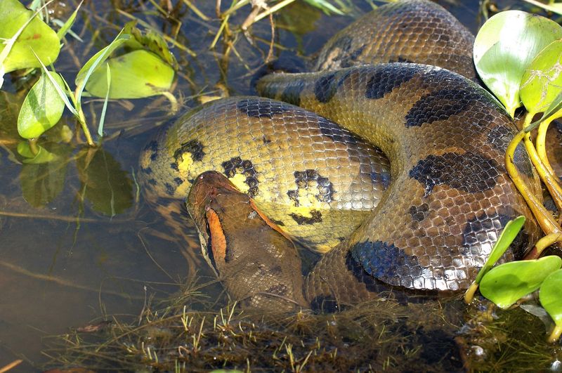Green Anaconda