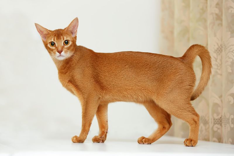 Abyssinian