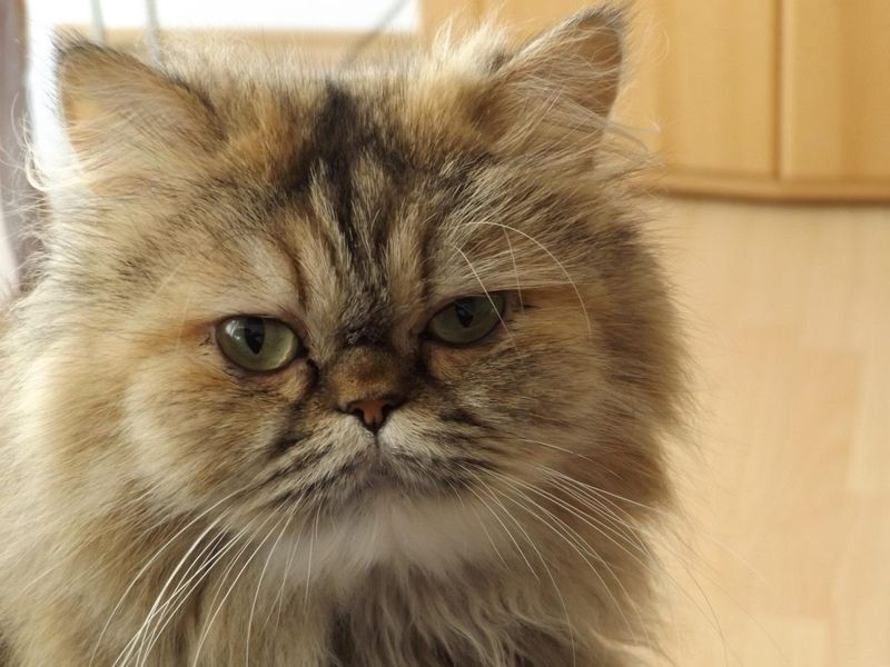 Persian
