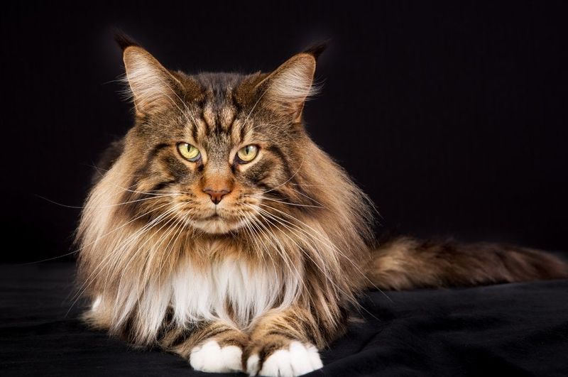 Maine Coon