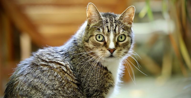 Domestic Shorthair
