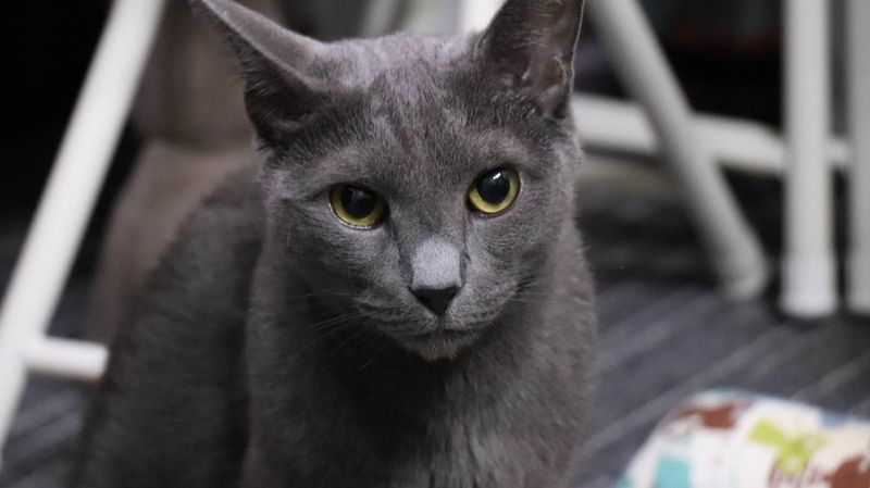 Russian Blue
