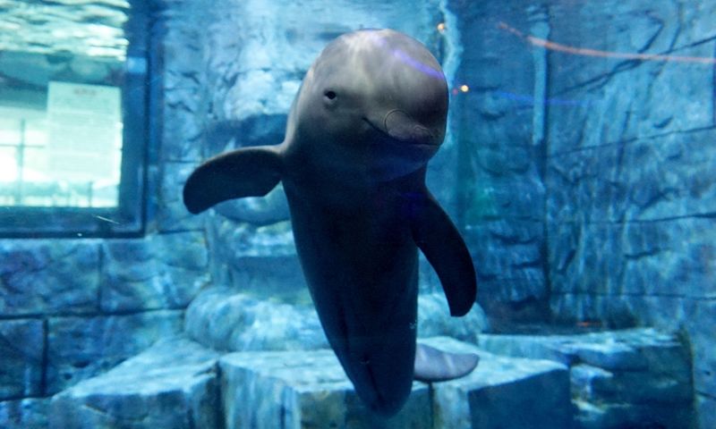 Yangtze Finless Porpoise – The River's Smile