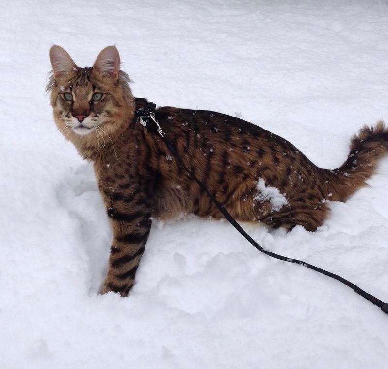 Savannah Maine Coon Mix
