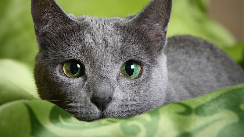 Russian Blue's Emerald Gaze