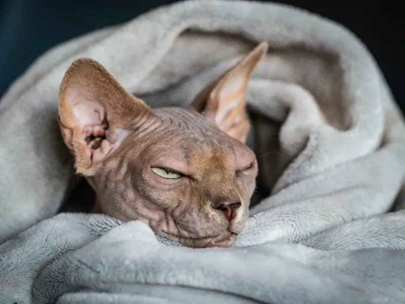 Sphynx Snugglers