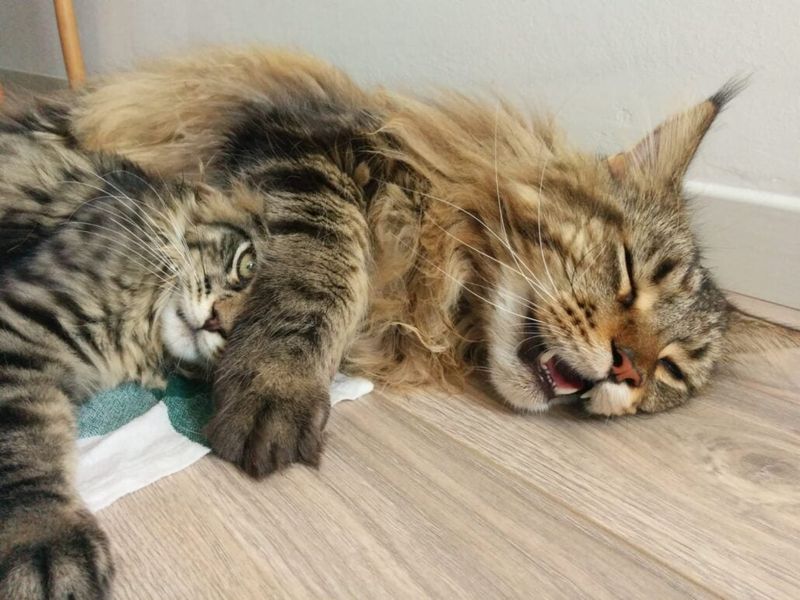Maine Coon: Gentle Giants Who Love Company