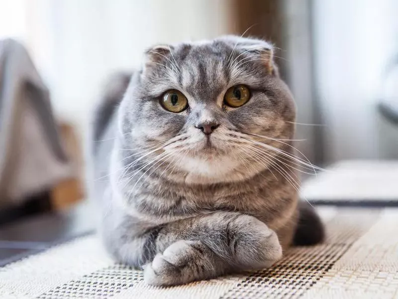 Scottish Fold: The Sympathetic Listener