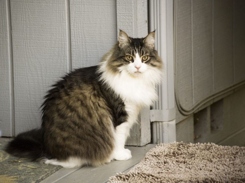 Maine Coon - The Gentle Giant