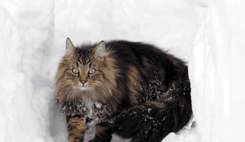 Norwegian Forest Cat: The Winter Hunter