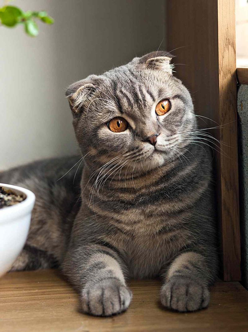 Scottish Fold: The Thoughtful Observer