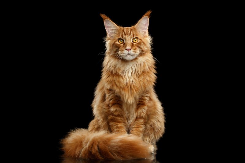 Maine Coon: The Gentle Giant Trickster