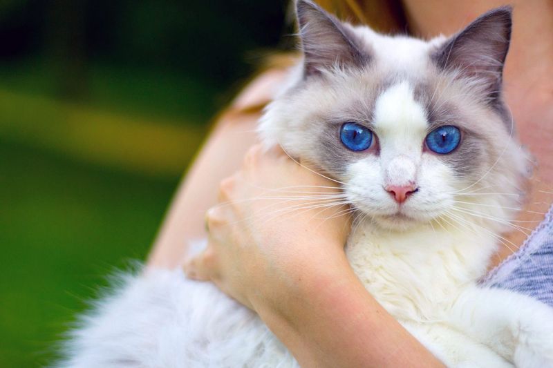 Ragdoll: The Living Plush Toys