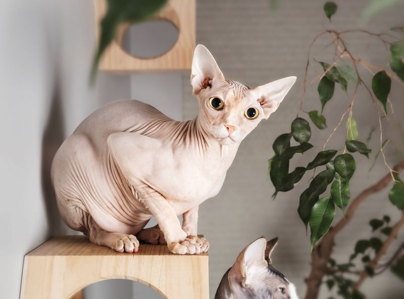 Sphynx: Hairless Troublemakers With Attitude