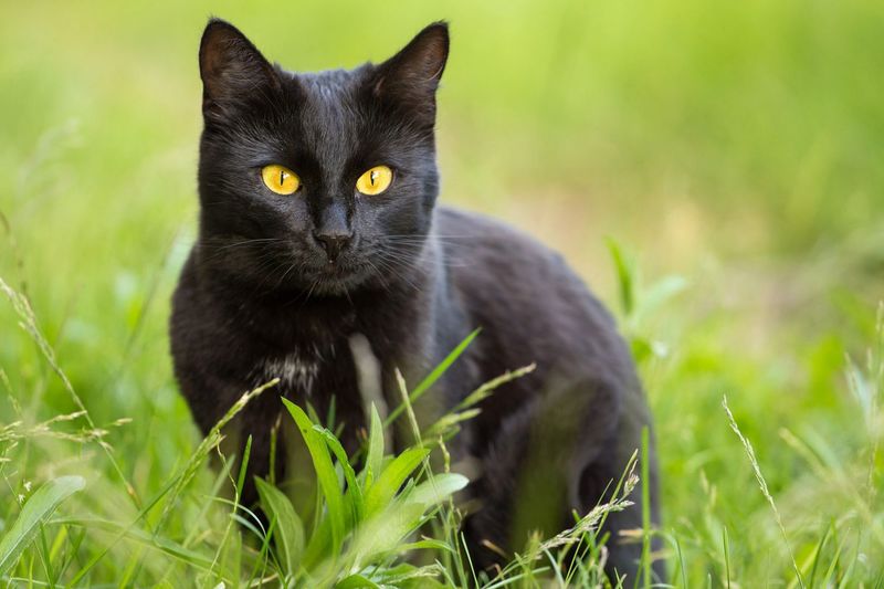 Bombay: Miniature Panthers With Golden Hearts