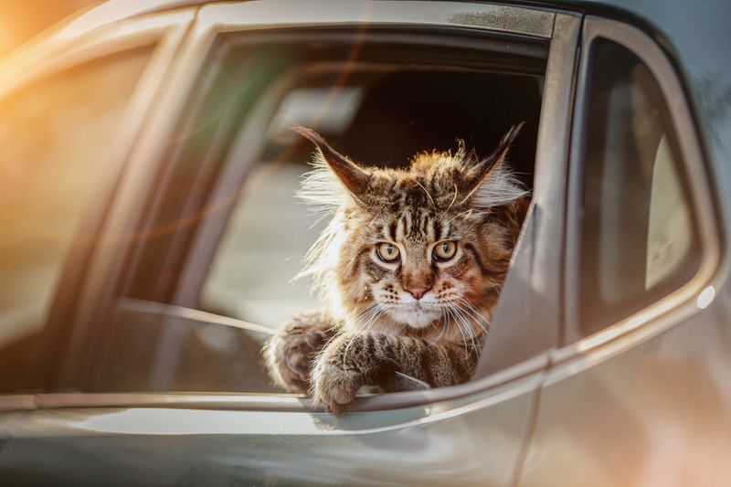 Maine Coon: Gentle Giants