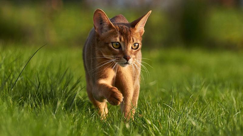Abyssinian Adventurers