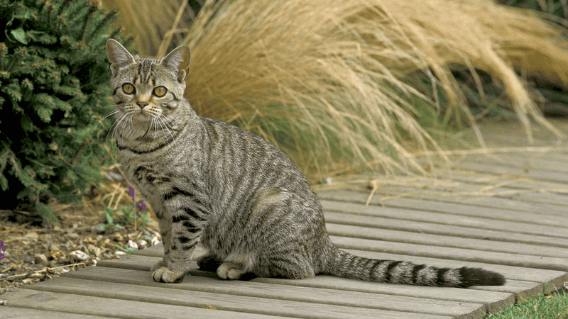 American Shorthair