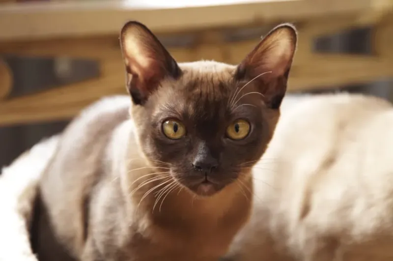 Burmese