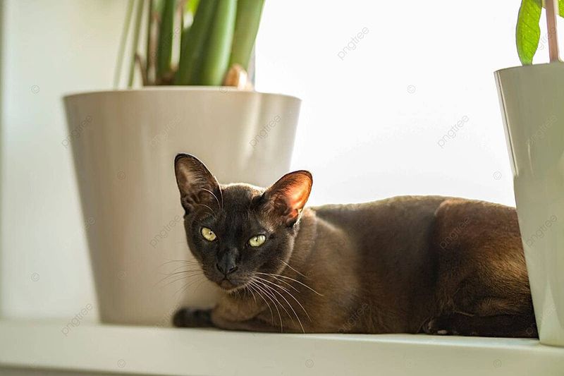 Burmese