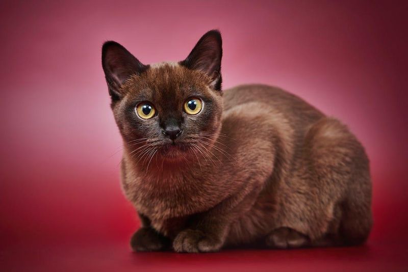 Burmese